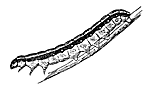 Beet armyworm larva